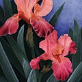 Debs Iris